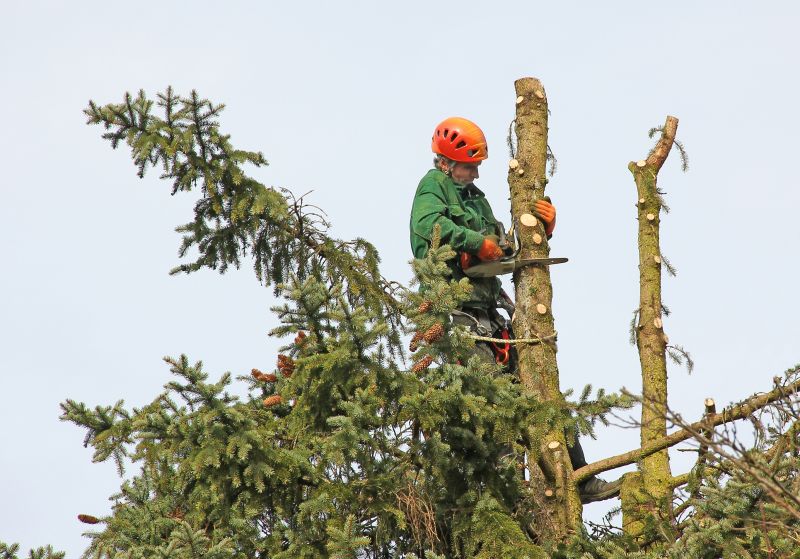 Arborist Service