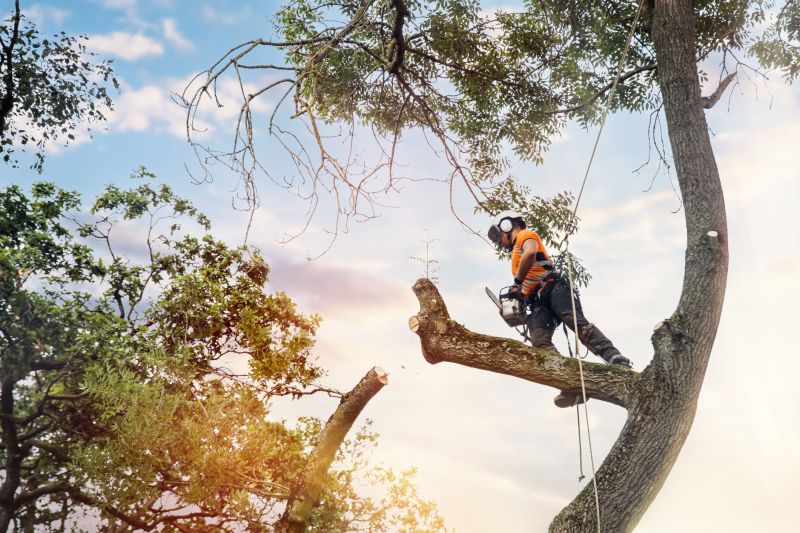 Arborist Service