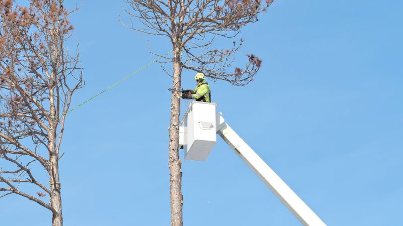 Arborist Service