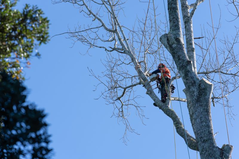 Arborist Service