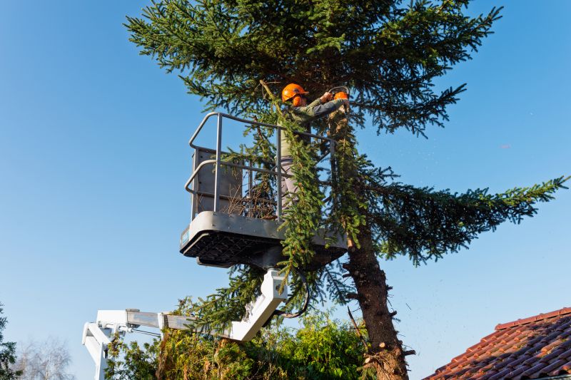 Arborist Service