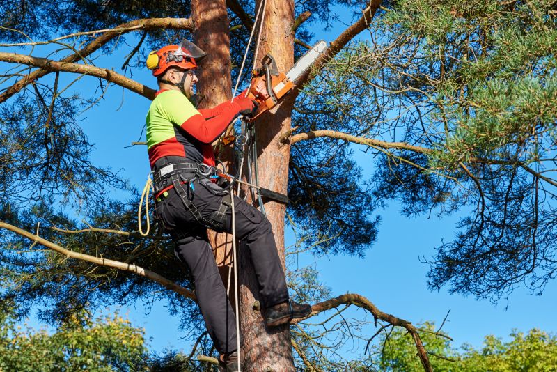 Cost of Arborist Service — Cost of Arborist Service
