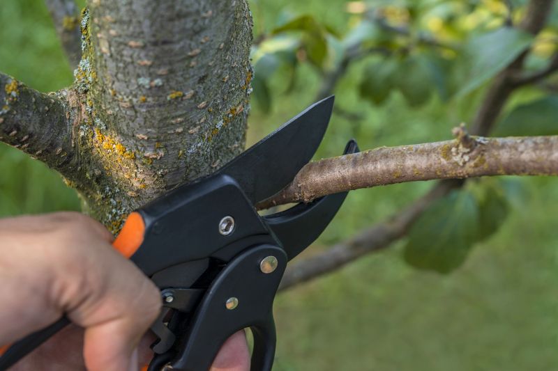 Cost of Arborist Service — Cost of Arborist Service