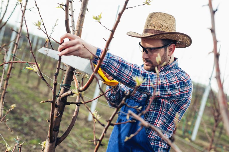 Cost of Arborist Service — Cost of Arborist Service