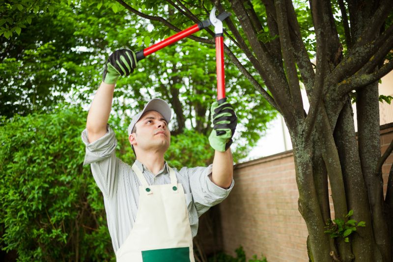 Cost of Arborist Service — Cost of Arborist Service