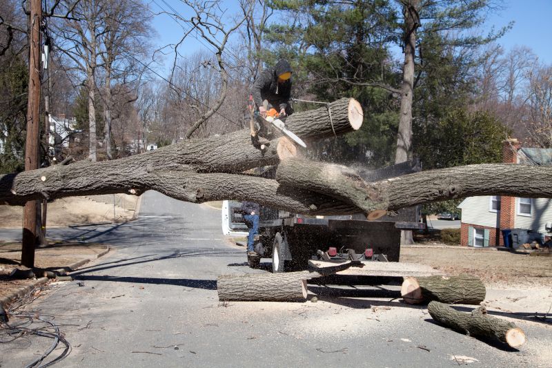 Emergency Fallen Tree Removal