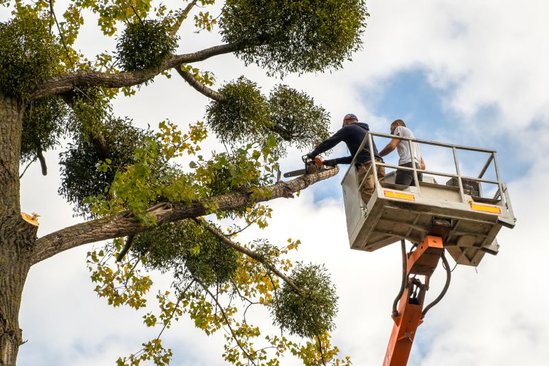 The Importance Of Regular Tree Trimming For Property Safety