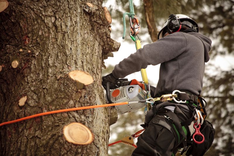Climbing Trees Safely