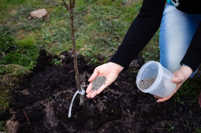 Tree Fertilizing