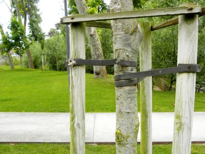 Tree Staking and Stabilization