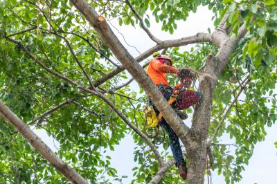 Tree Trimming and Pruning